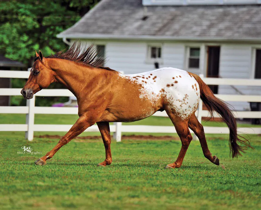 Chocolatey by Breyer