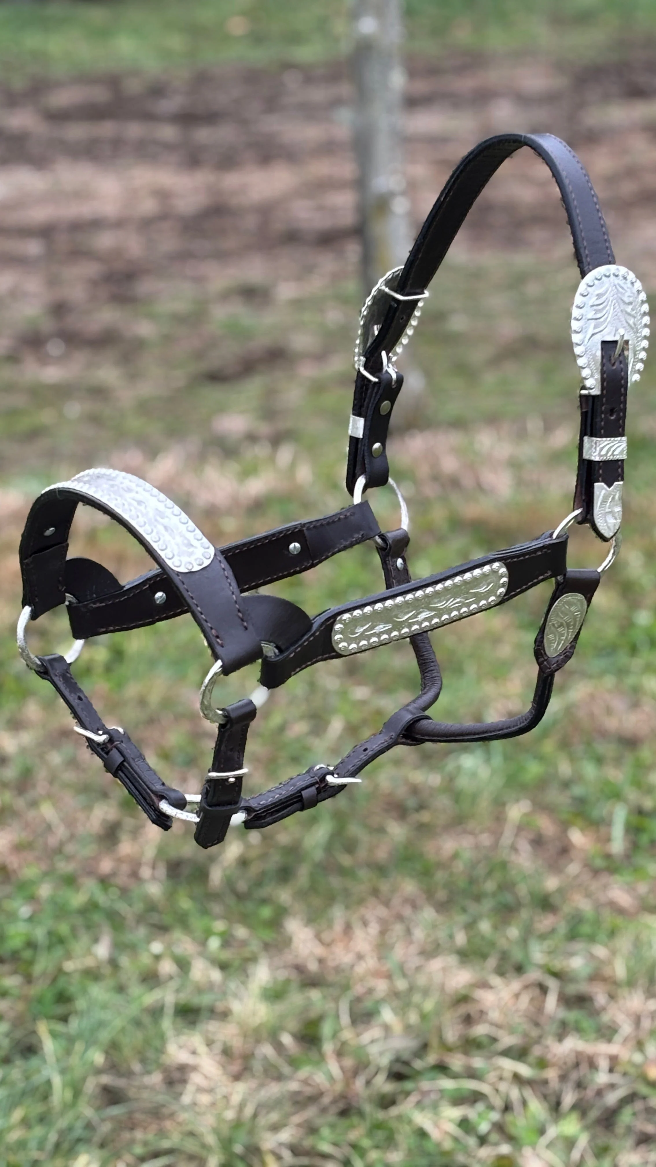Show Halter ~ Horse - Image 3